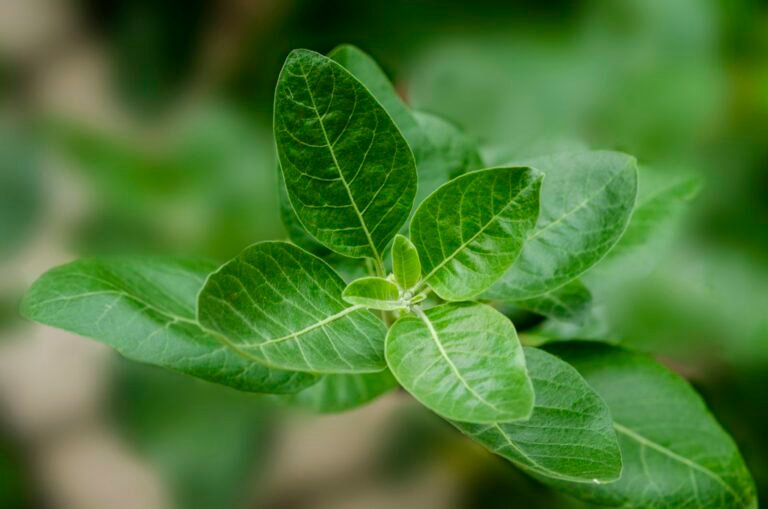 Ayurveda leaf
